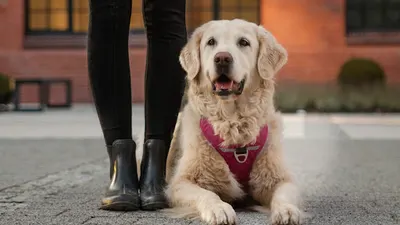 Caniversity - Behawiorysta, szkolenie psów